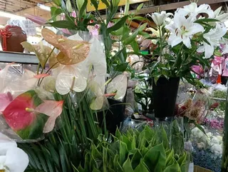 百合花、蘇鐵、杜鵑花、長壽花極高致死率！僅需少量（如花粉）即可引發急性腎衰竭、肝...
