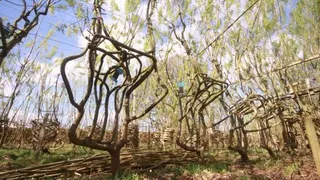 A row of chair-shaped tree branches hung upside down in an orchard.