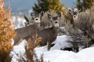 Mule deer in snow