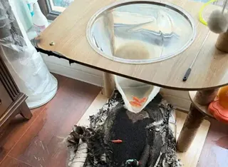 黑龍江哈爾濱發生一件驚險又離奇的火災。起因應該是貓跳台上的透明太空艙裝水養魚，被...