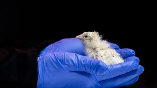 Colossal Biosciences has successfully hatched live chicks from an artificial egg