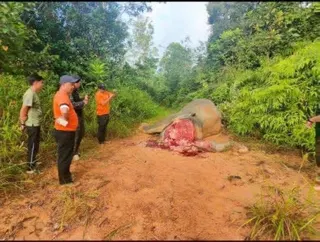 The protected Bornean elephant found mutilated in a forest reserve in Tongod, central Sabah.