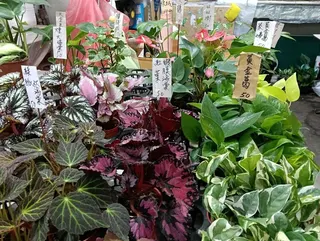 黃金葛、萬年青、龜裔芋、蘆薈強烈刺激性·含草酸鈣結晶,誤食會導致口腔灼痛、舌頭紅腫、流口水及嘔吐。（圖／新北市動保處）