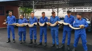 民防卫队等于抓蛇？  副总监：重点在于拯救生命