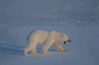 A polar bear bear walks on the sea ice near glaciers on the Svalbard archipelago in April 2025. Photo: AFP
