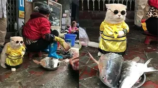 真的不是AI！「站著賣魚」龍袍貓魚販爆紅 主人親揭市場擺攤內幕