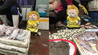 真的不是AI！「站著賣魚」龍袍貓魚販爆紅 主人親揭市場擺攤內幕