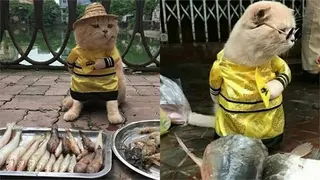 真的不是AI！「站著賣魚」龍袍貓魚販爆紅 主人親揭市場擺攤內幕