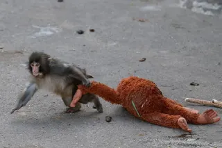 Japanese macaque Punch drags a stuffed orangutan at Ichikawa City Zoo in Chiba prefecture. Photo: Reuters
