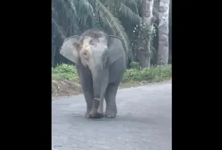 Screengrab shows the Bornean elephant with the semi-severed trunk. — Video from social media via The Borneo Post