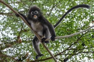 A dusky langur called ‘Bumi’, named by the Langur Project Penang (LPP), climbs a tree at a playground near a residential area in the Tanjung Bungah area of George Town April 9, 2026. — AFP pic