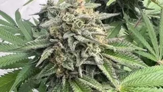 持逾24公斤大麻等毒品　电召车司机坐牢30年鞭25下