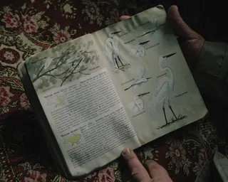 A bird-watching book with egrets