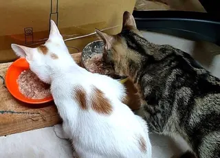 《圖說》提供均衡飲食。〈動保處提供〉