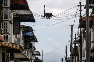 Dusky langurs called ‘Julie’ (top) and ‘Bulat’ (bottom), named by the Langur Project Penang (LPP), cross overhead utility wires in the back alley of a residential area in the Tanjung Bungah area of George Town April 9, 2026. — AFP pic