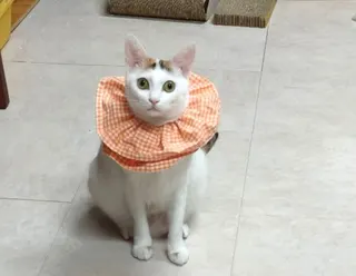 《圖說》優質與安全的飼養生活環境定期除蚤。〈動保處提供〉