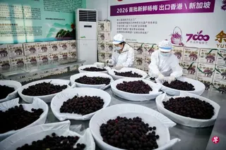 中国福建省漳州市被曝光存在违规使用添加剂浸泡杨梅问题后，当地官方立案调查，五名涉案人员被刑事拘留。图为来自浙江宁波余姚市丈亭镇的大棚杨梅。 （中新社）