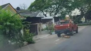 卡车涉撞辗流浪狗〡陈泓缣︰柔兽医局找到狗尸  援引动物福利法令查案