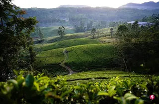 斯里兰卡约有240万人靠茶业谋生，如果持续遭到中东冲突的打击，国家本就脆弱的经济也面临恶化。图为斯里兰卡中央高地的茶园。 （路透社）