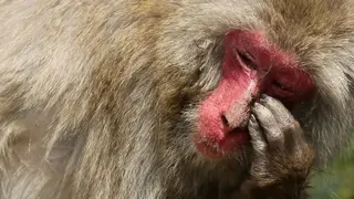 日本洲本拍攝的日本獼猴，因花粉症而抓傷皮膚，流著眼淚