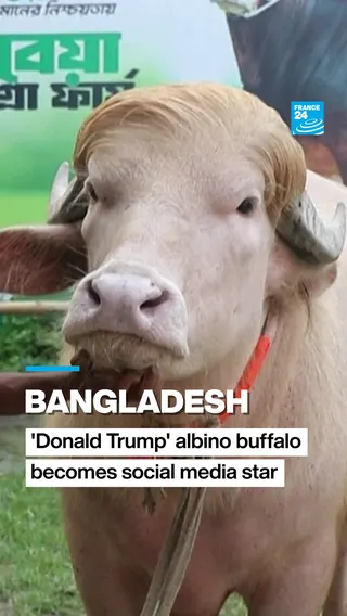'Donald Trump' buffalo
