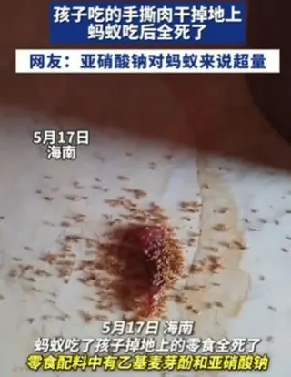 一段「肉乾碎渣掉地上，螞蟻吃完竟全死光」的影片近日在中國網路瘋傳。（圖／翻攝自微博）