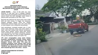 一辆红色货卡撞毙野狗引起关注，新山市政局内部的初步调查显示，涉案者是属于当局委任处理流浪狗滋扰问题的合约承包商。