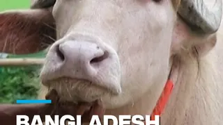 'Donald Trump' buffalo