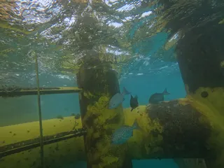 台電離岸一期風機水下基礎發揮「人工魚礁」功能，透過藤壺、海綿等生物吸附於基礎表面，進而吸引點帶石斑、五線笛鯛等岩礁性魚類聚集棲息，將原本沙泥底環境轉化成豐富生態的類岩礁生態系。台電提供