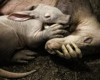 Womble is only the second aardvark to be born at Chester zoo in its 94-year history.