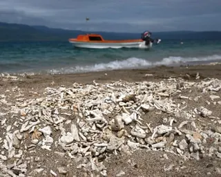 Bleached coral fragments scattered across a beach with waves and a boat beyond