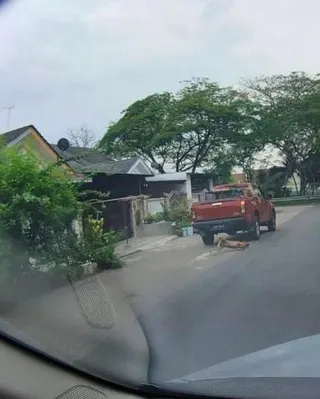 **全国综合**国︰卡车涉撞辗流浪狗〡陈泓缣︰柔兽医局找到狗尸，援引动物福利法令查案