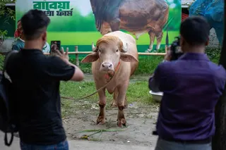 Content creators shoot videos of an albino buffalo nicknamed “Donald Trump” at a livestock farm in Narayanganj, Bangladesh. Photo: AFP