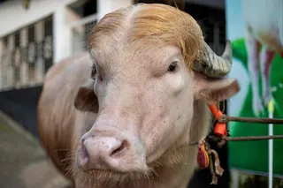 An albino buffalo nicknamed “Donald Trump” put up for sale ahead of Eid al-Adha at a livestock farm in Narayanganj, Bangladesh. Photo: AFP