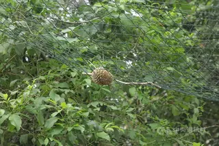 天色未亮，馬來西亞檳城浮羅山背榴槤園傳出陣陣吆喝聲，移工忙著採收黑刺榴槤，濃郁果香瀰漫山頭。圖為架設在榴槤樹的全安網，避免自然熟成掉落受損。中央社記者黃自強檳城攝　115年5月25日