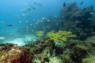 Underwater image of fish at the North Seymour Island dive site in the Galapagos archipelago, Ecuador, taken on March 8, 2024. — AFP pic