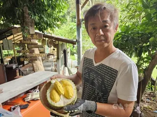 馬來西亞檳城浮羅山背盛產榴槤，圖為浮羅山背的榴槤園主展示濃郁風味、多口感與層次的榴槤。中央社記者黃自強檳城攝 115年5月25日