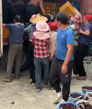 福建漳州龍海區的果農將採收的楊梅抬上貨車。   圖 : 翻攝自每日人物