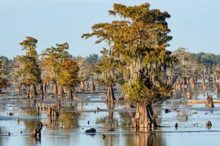 Atchafalaya Basin, Louisiana, is a vast wetland.