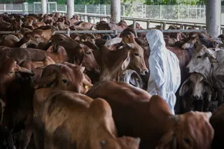 The supply of livestock for this year’s Hari Raya Aidiladha celebration is sufficient to meet nationwide demand, the Agriculture and Food Security Ministry (KPKM) said. — Bernama pic