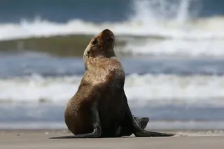 A sea lion sits on the coast of the Atlantic Ocean. Photo: Reuters