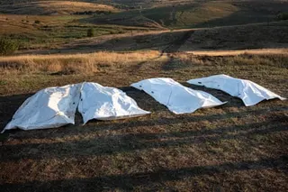 Four white sheets covering human remains lie on dry grass in an open field with rolling hills beyond