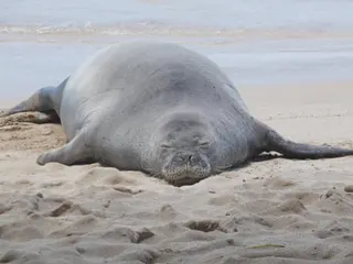a monk seal rests on a beach