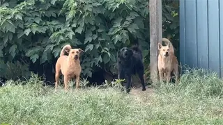 收容1隻流浪犬要花費百萬 議員批學甲動保園區浪費公帑