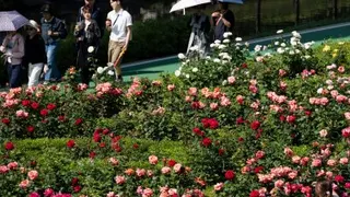 5月22日，游客在韩国首尔公园里欣赏玫瑰。（图取自新华社）
