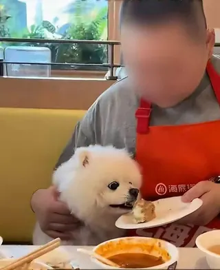一段寵物狗在海底撈門店吃蛋糕的視頻引發大量關注。(界面新聞)