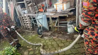闯民宅吞食白鹅的12尺大蟒蛇，最终被制伏。（图由伍顺荣提供）