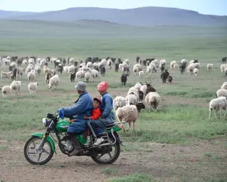 Three people ride a motorcycle past a flock of sheep and goats on a Mongolian grassy plain