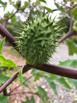 Datura plant is commonly known as jimsonweed, thornsapple or devil's trumpet. This particular variant is known as Datura stramonium. [File: Sara DeAngelis Wikimedia Commons]