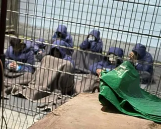 Prisoners with their hands and legs restrained in  yard behind a wire fence